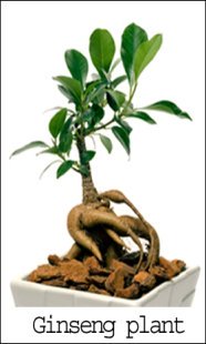 Ginseng plant photo