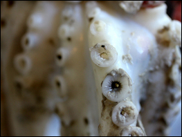 Cleaning Octopus for Nakji Bokkeum