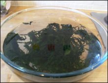 seaweed soup recipe picture