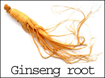 Ginseng root photo