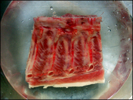 Raw pork spine
