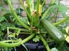 A courgette plant