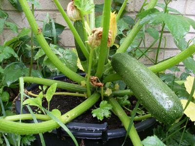 A courgette plant